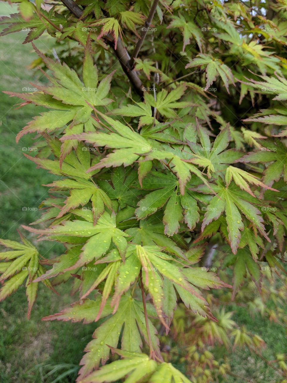 Young, blooming, red-tipped leaves on a Japanese Red Maple