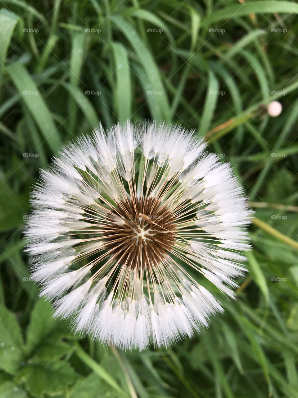 Dandelion growing by the riverbank 