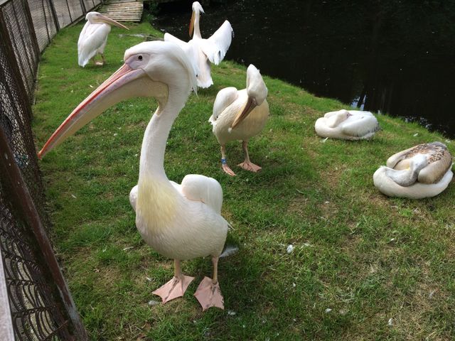 Pelican