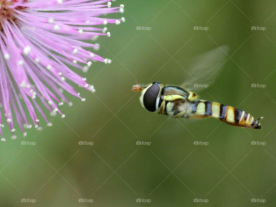 Simosyrphus Grandicornis (Hoverfly)
Capture when flying seek the nectar
Taken at Magelang, Indonesia