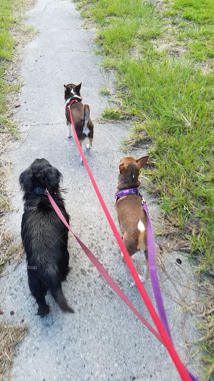 3 dogs walking in the park