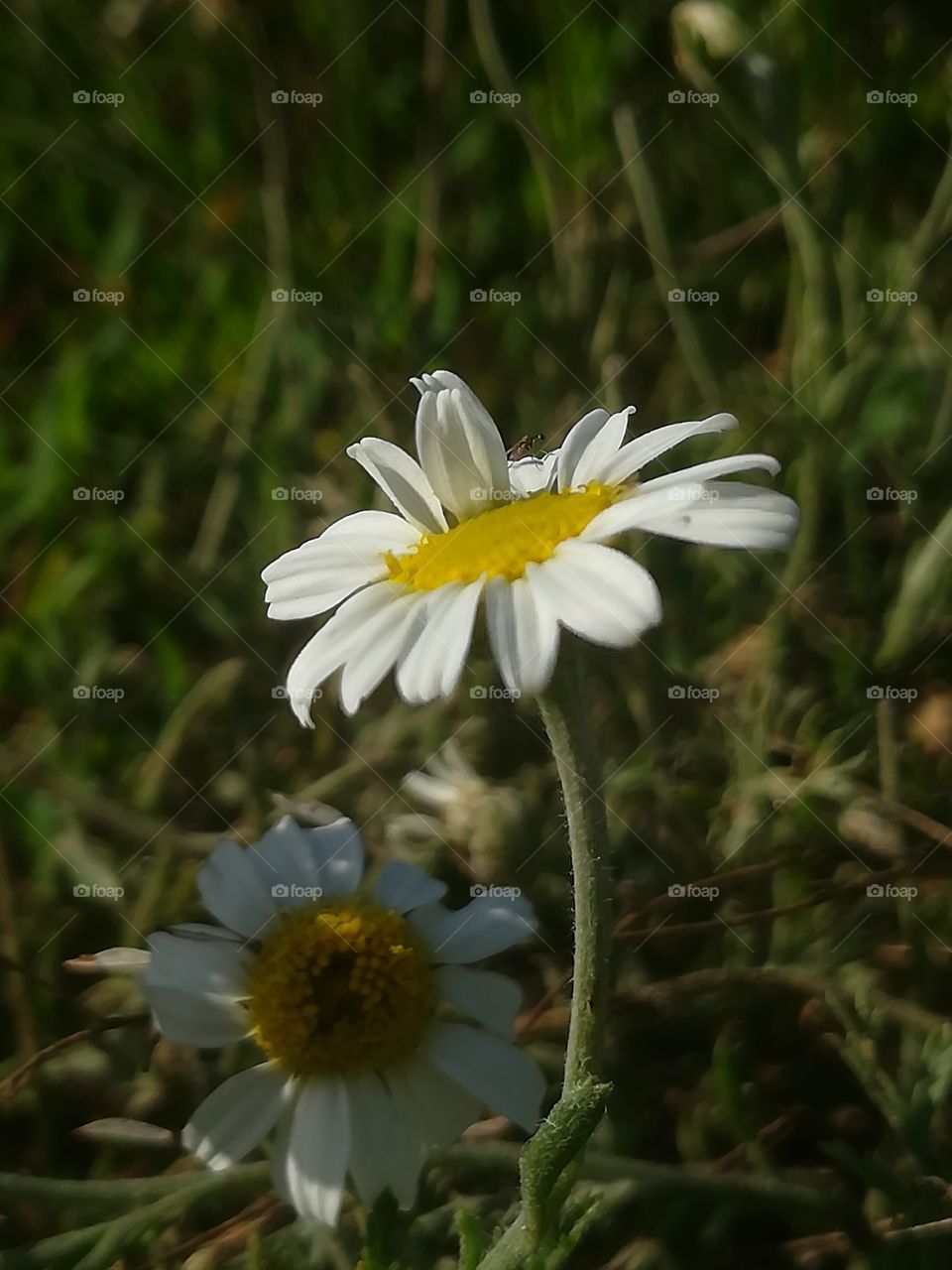 Yellow and White