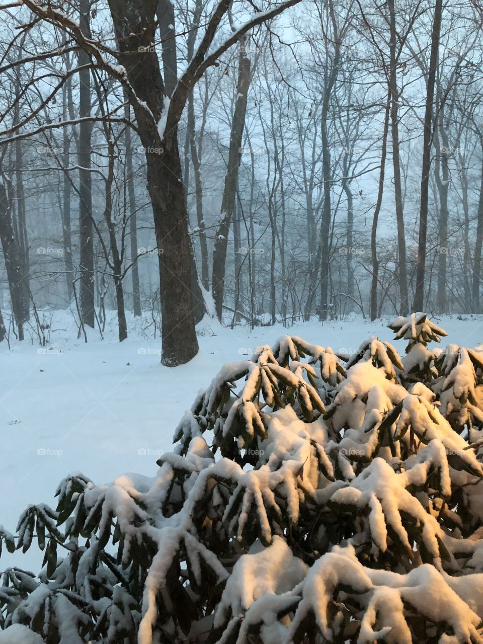 Snow Lighting Bushes