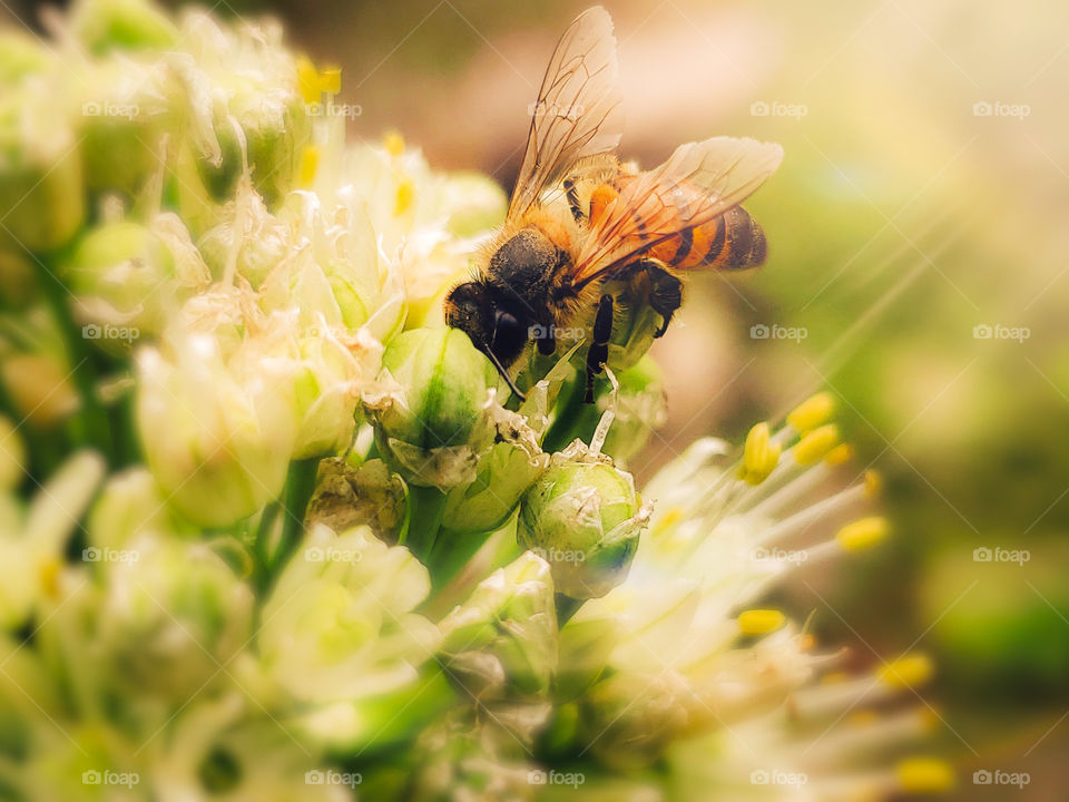 Honey bee pollinating green and white onion flowers in the garden, illuminated by the sun with a green background.