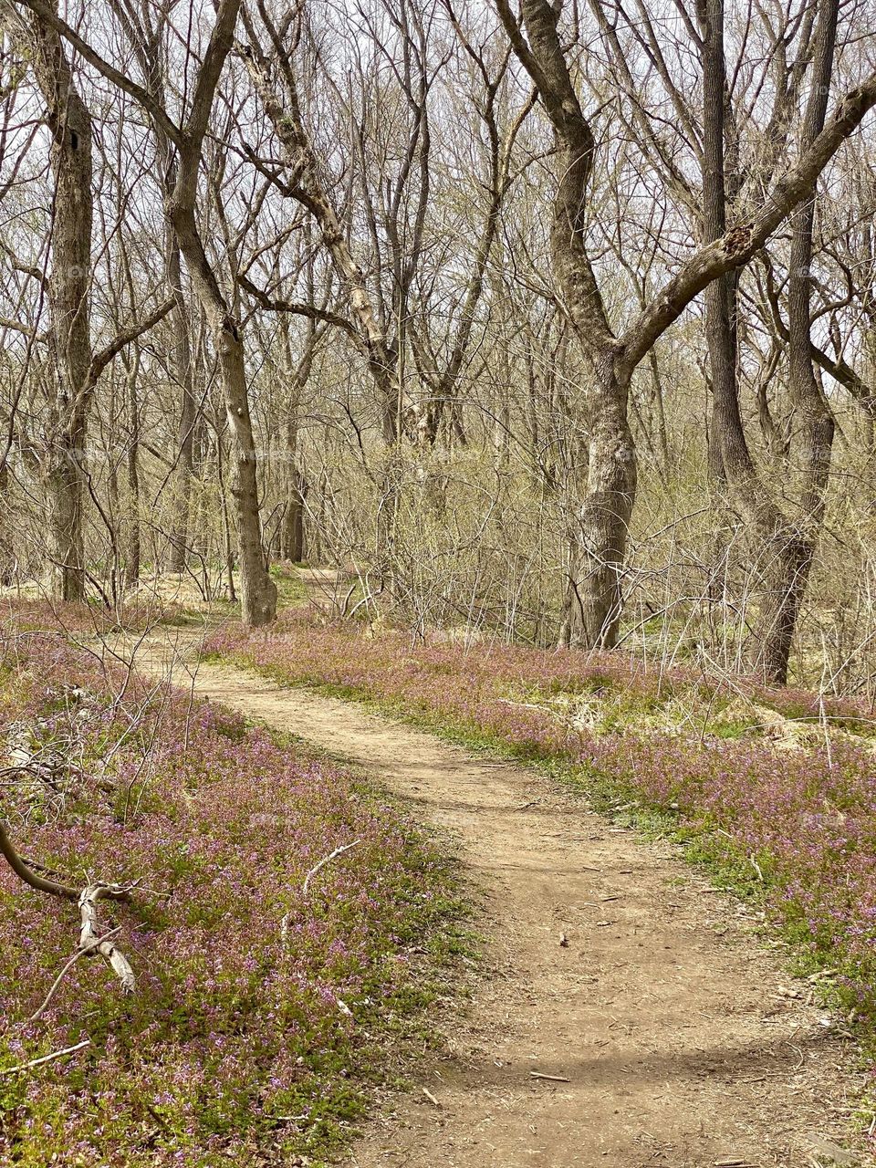 A path through the woods bordered by spring wildflowers