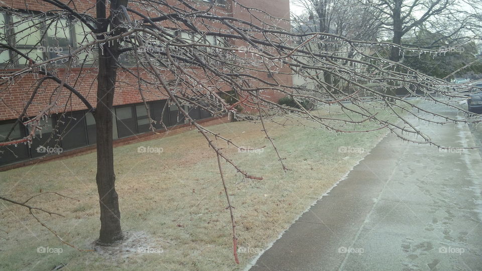 Iced Tree In School Yard