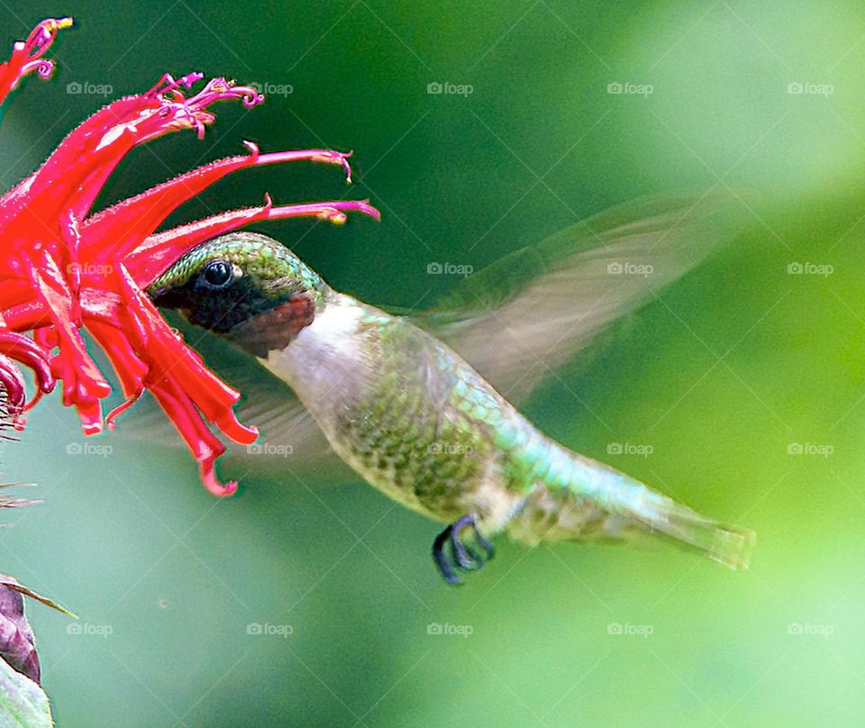 Hummingbird hovering as it drinks nectar from a bee balm flower