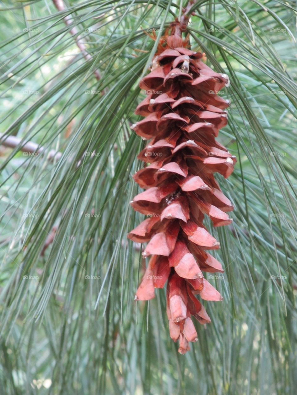 Pine cone pine needles