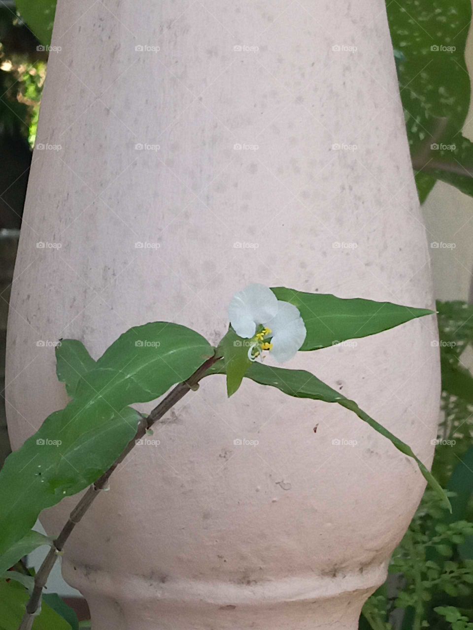 white Jamaican water grass