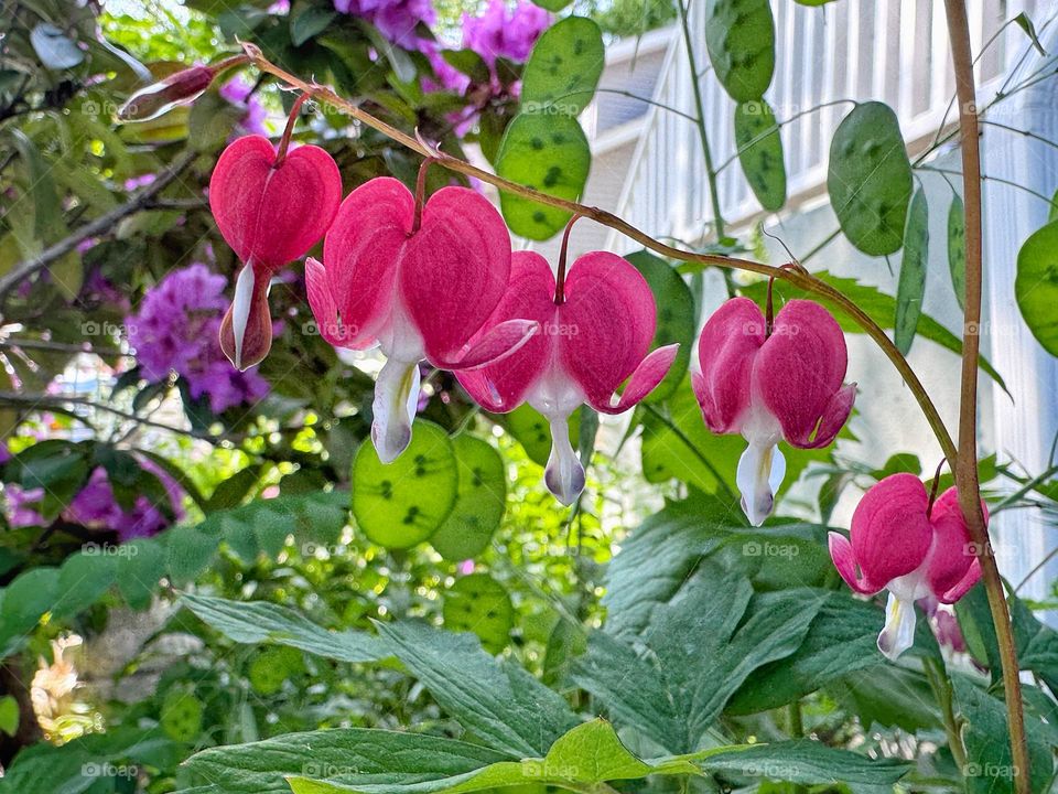 Red Bleeding Hearts in a garden 