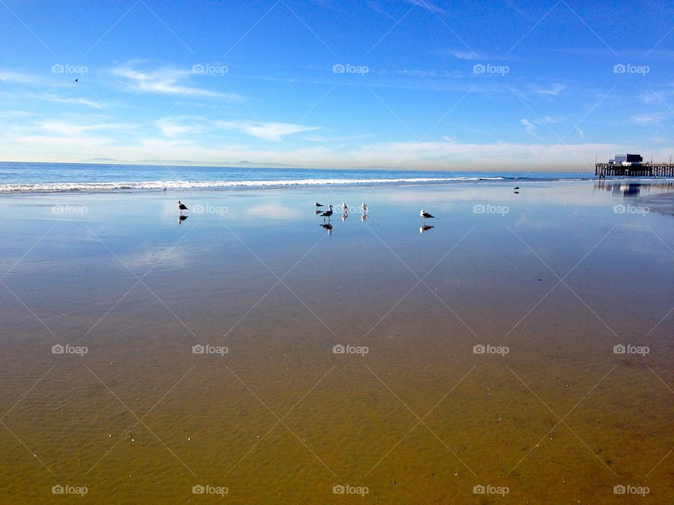 Seagulls On Beach. Seagulls on beach