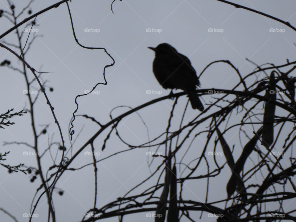 Blackbird - Winter - 