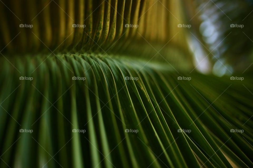 Leaf of palm