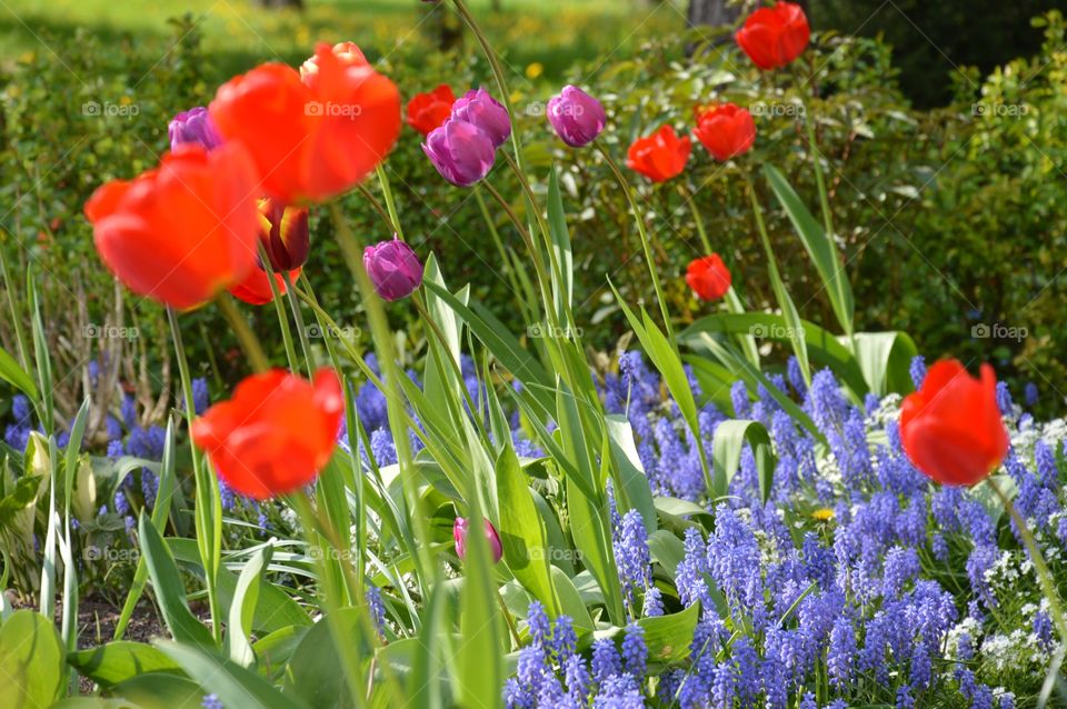 field of flowers