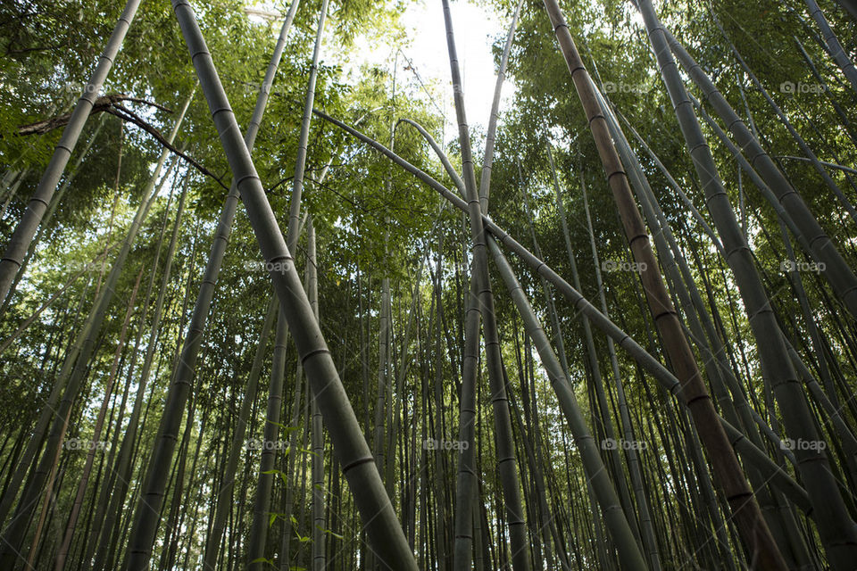 Bamboo forest