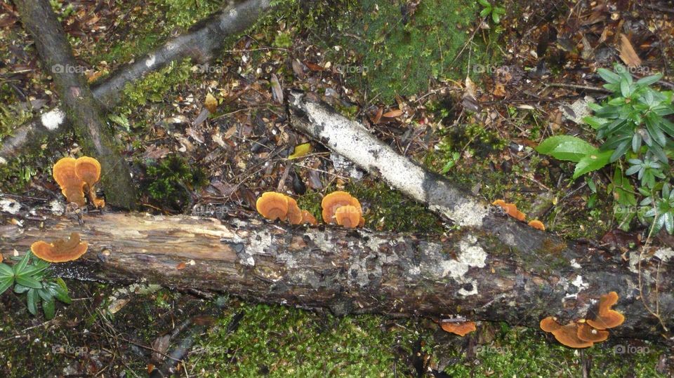 Orange mushrooms on the cutting wood in the forest. 