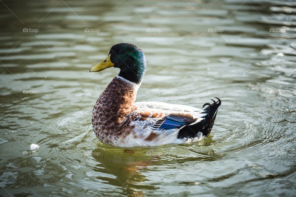 Mallard duck