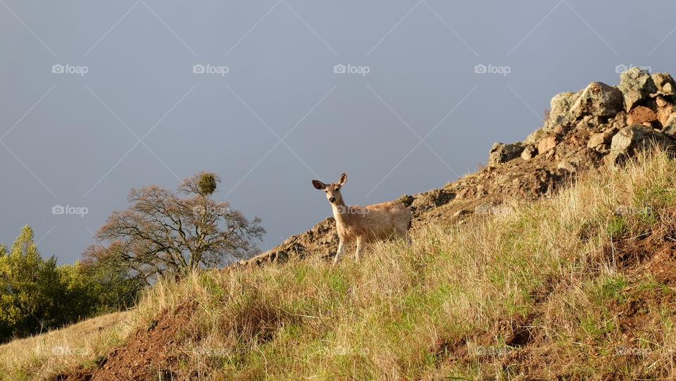 Animals in spring