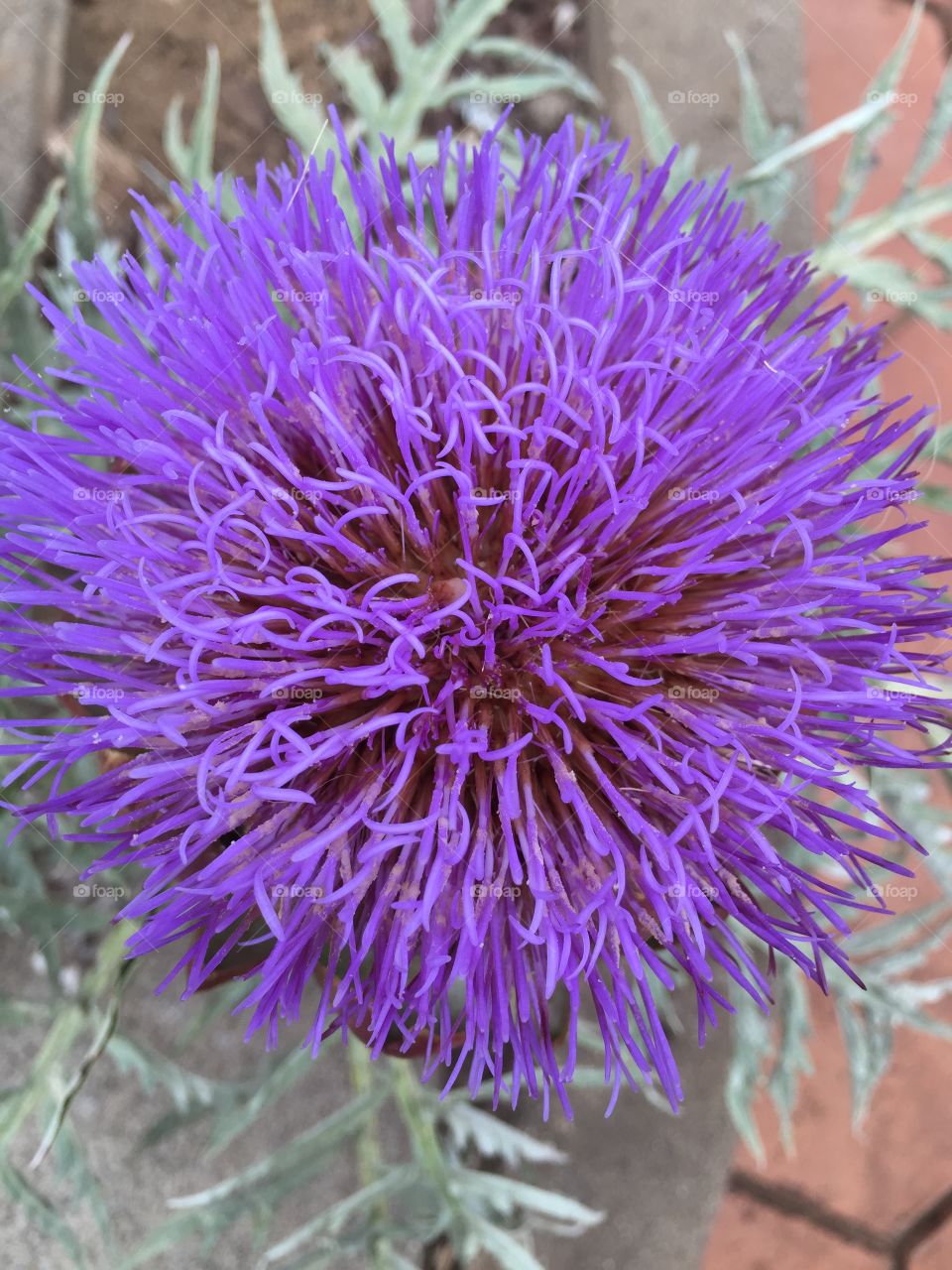 Artichoke Flower . Artichoke I let bloom so it will go to seed.  This is the top of the bloom. 