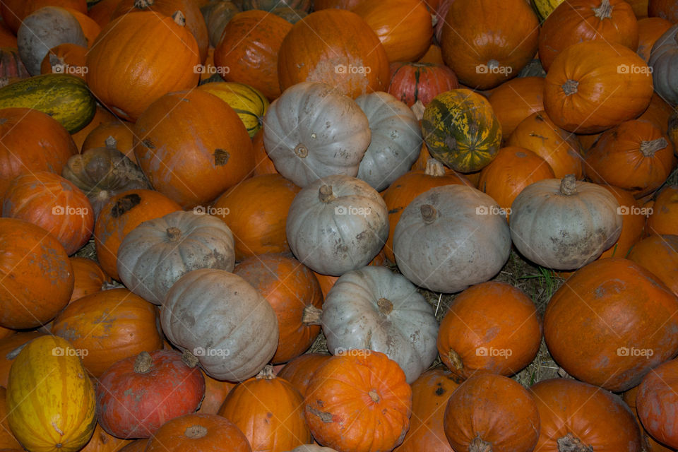 Pumpkins at display at market in Copenhagen Denmark.