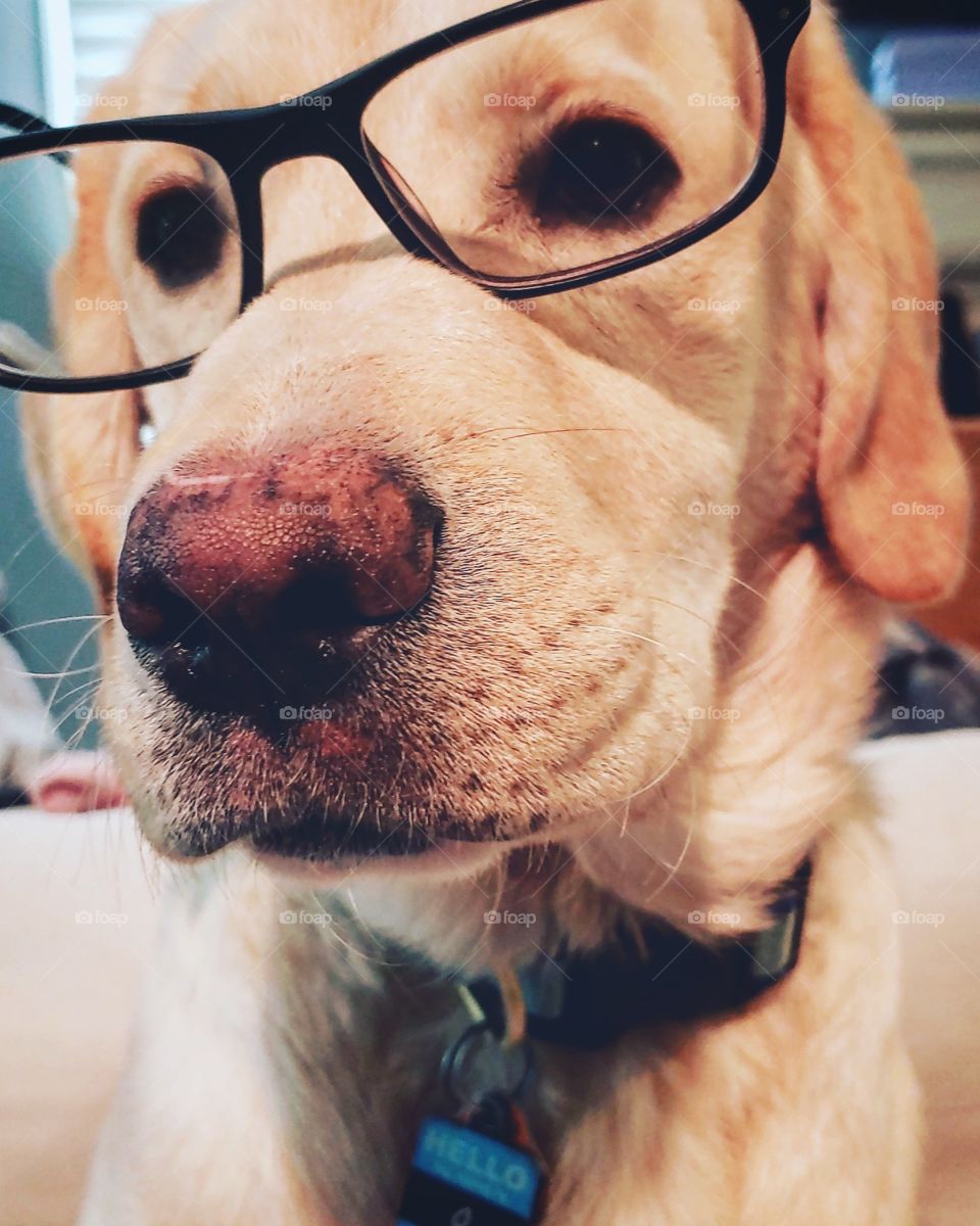 Pup in glasses