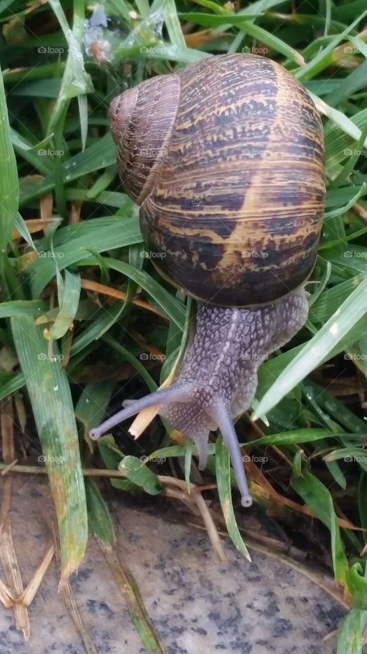 wildlife and nature. snail in the grass
