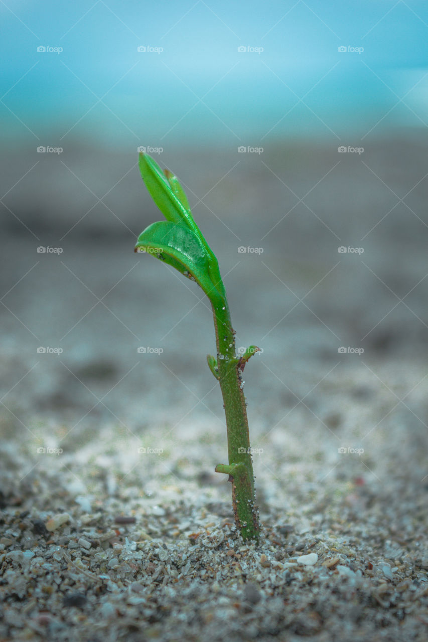 Small tree on the beach, Carita Anyer Beach, Banten, Indoensia