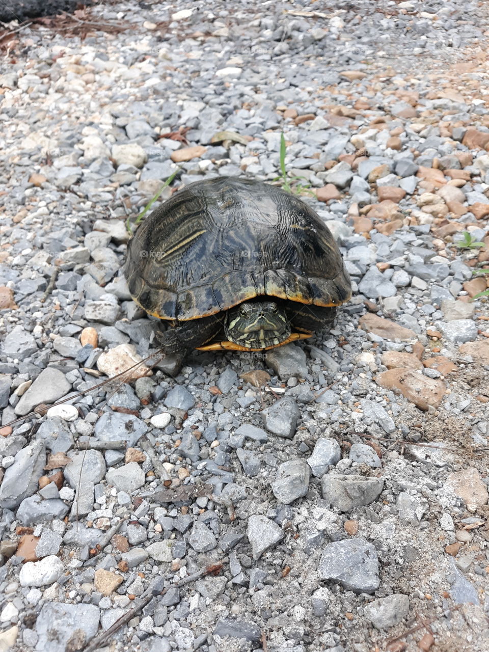 Turtle on the rocks