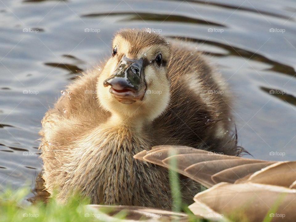 Duckling