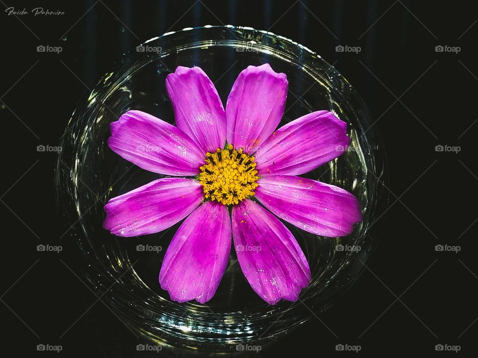 flor cosmos