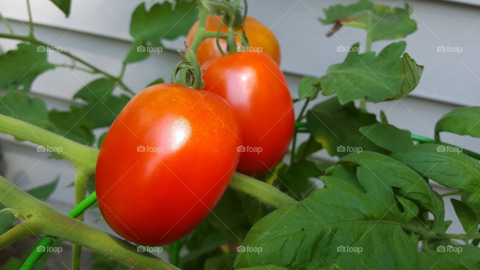 ripe tomatoes on vine