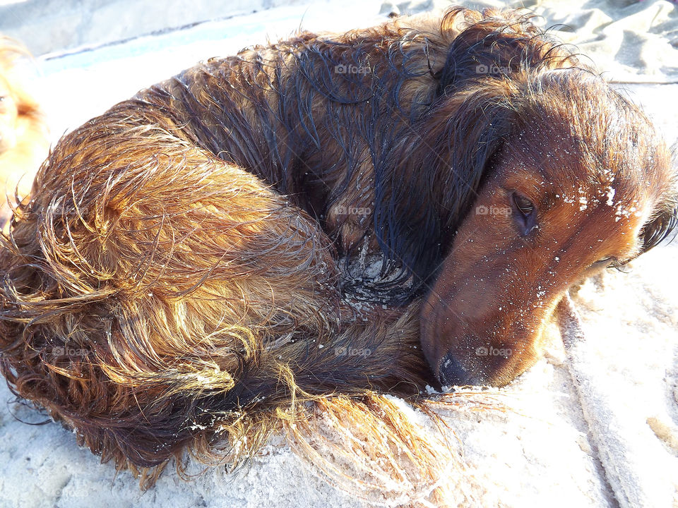 long-haired dachshund dog