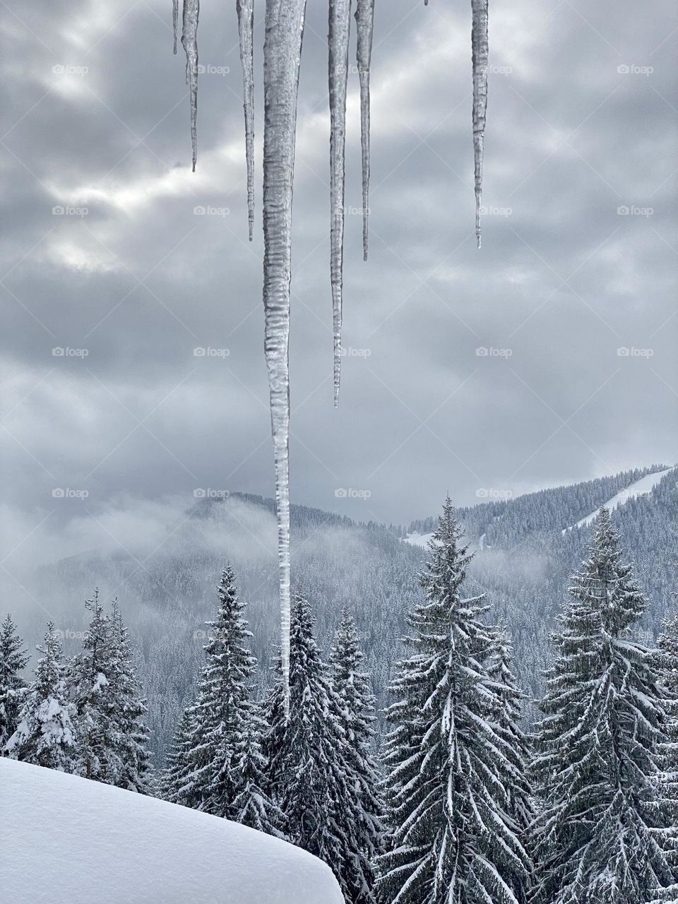Beautiful winter view of snowy pine trees and ski tracks in Pamporovo, Rhodopi Mountain, Bulgaria