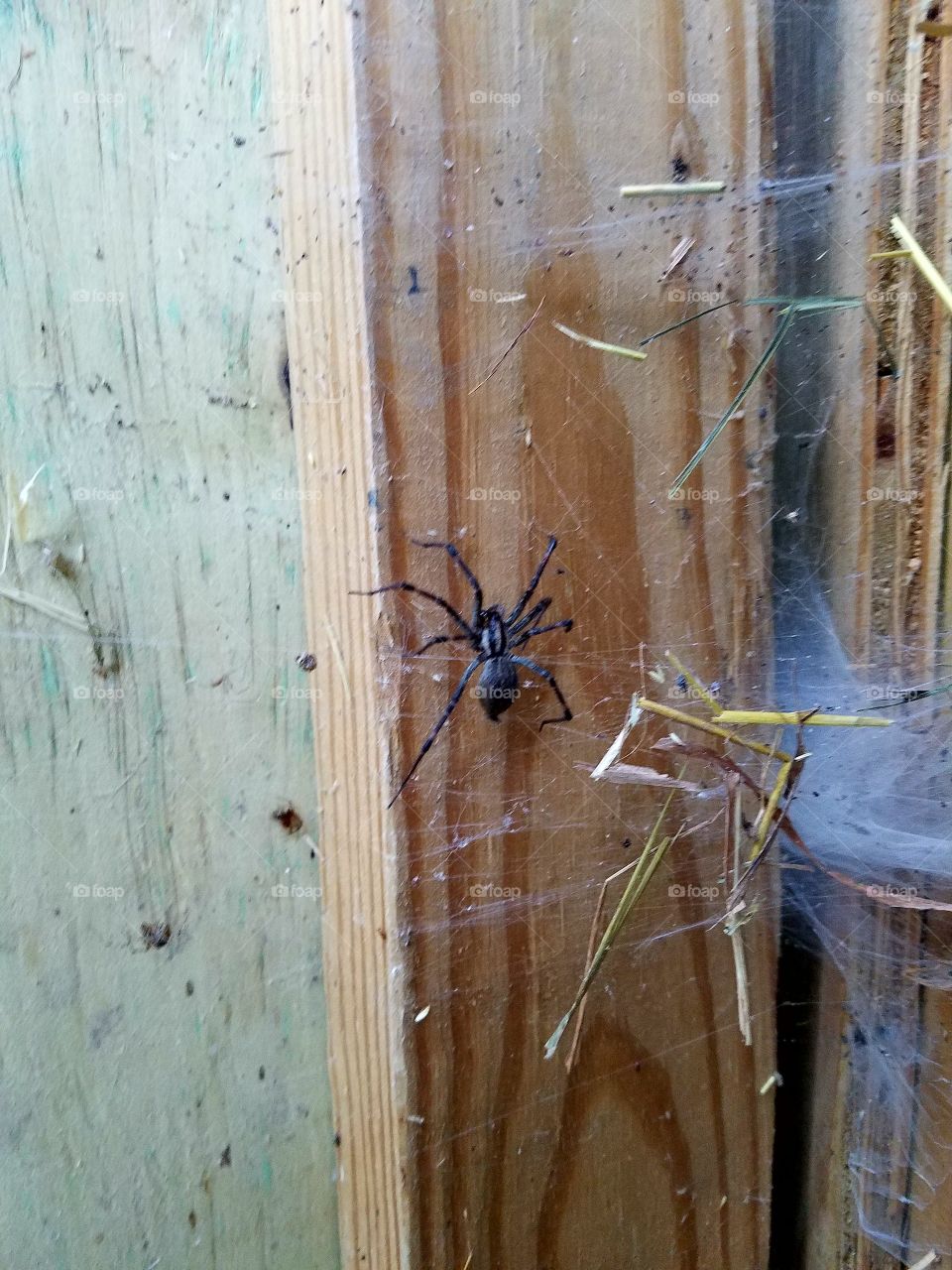 Wolf Spider in the Barn