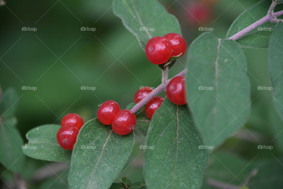 red berries wi