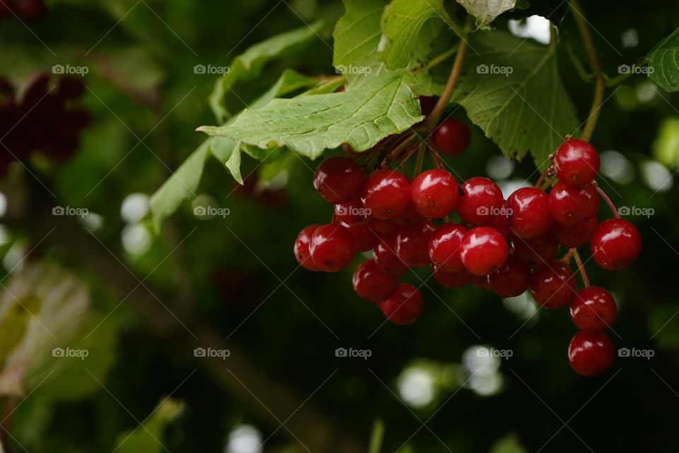 Viburnum berry red color close-up garden outdoor day no people beauty nature leaves