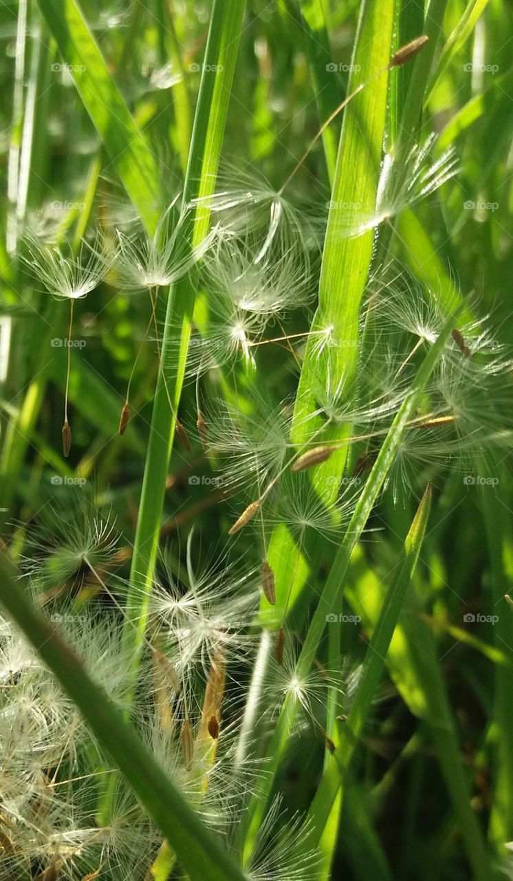 Dandelion flying seeds