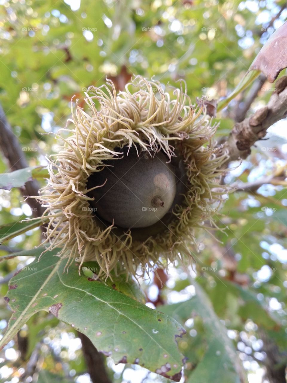 Large  Bur Oak Acorn