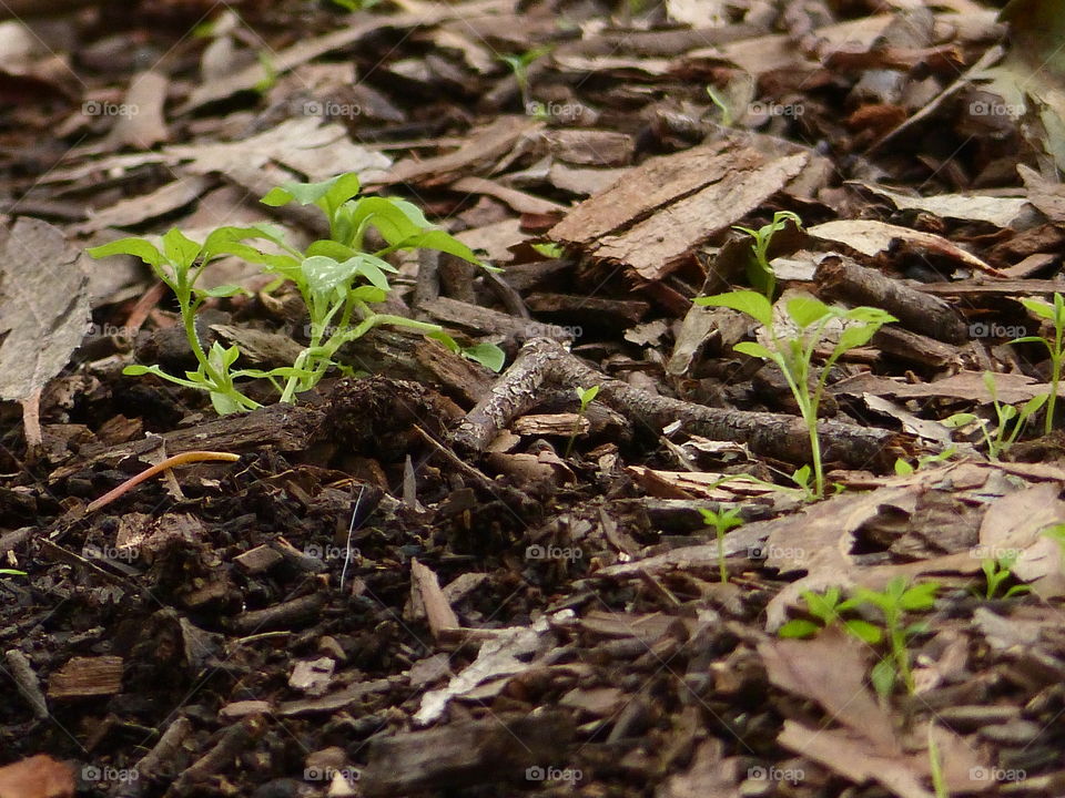 New growth on forest floor 