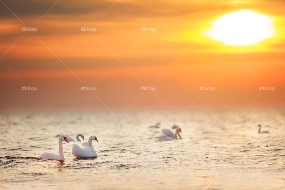 Swans at golden sunrise