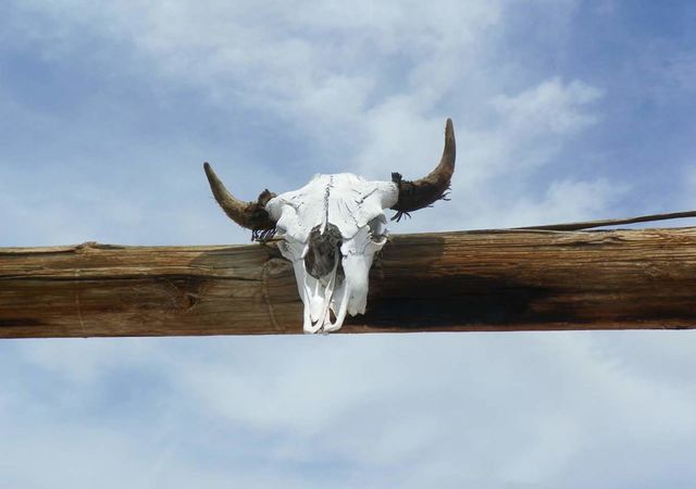 Bull skull