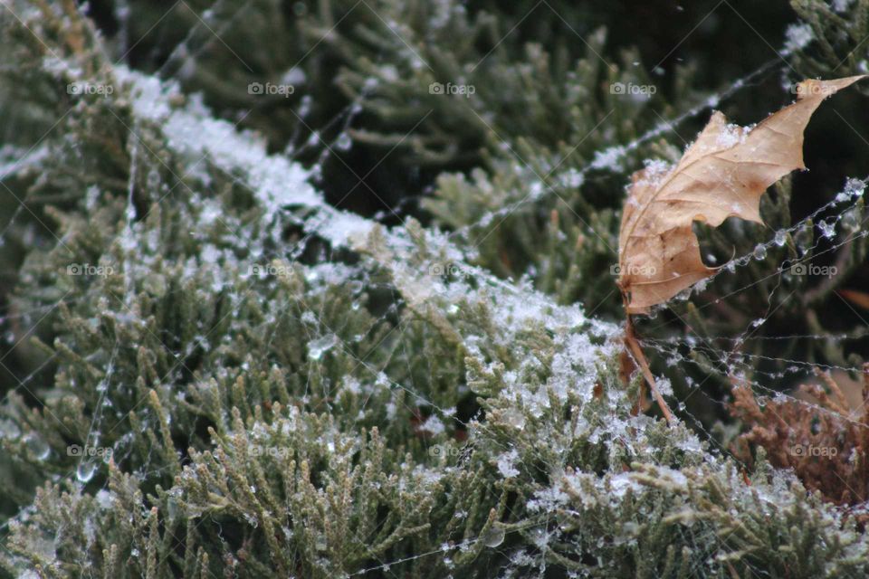 icy web on pine