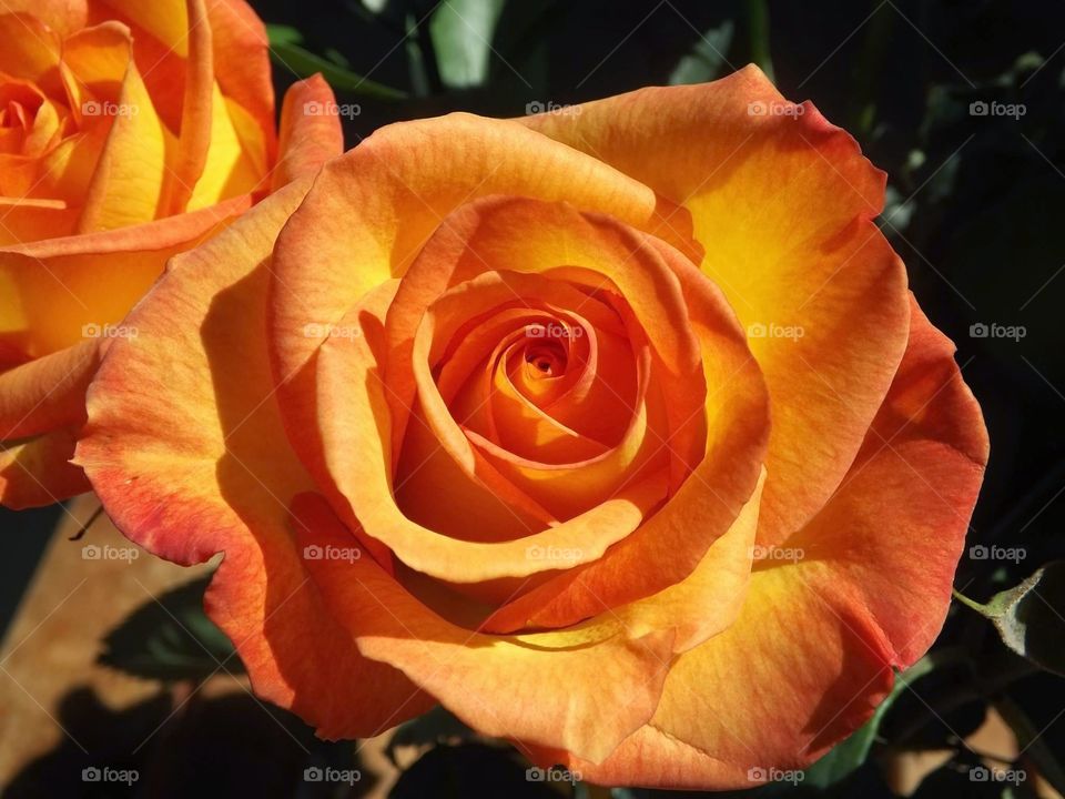 orange rose. close up of an orange rose