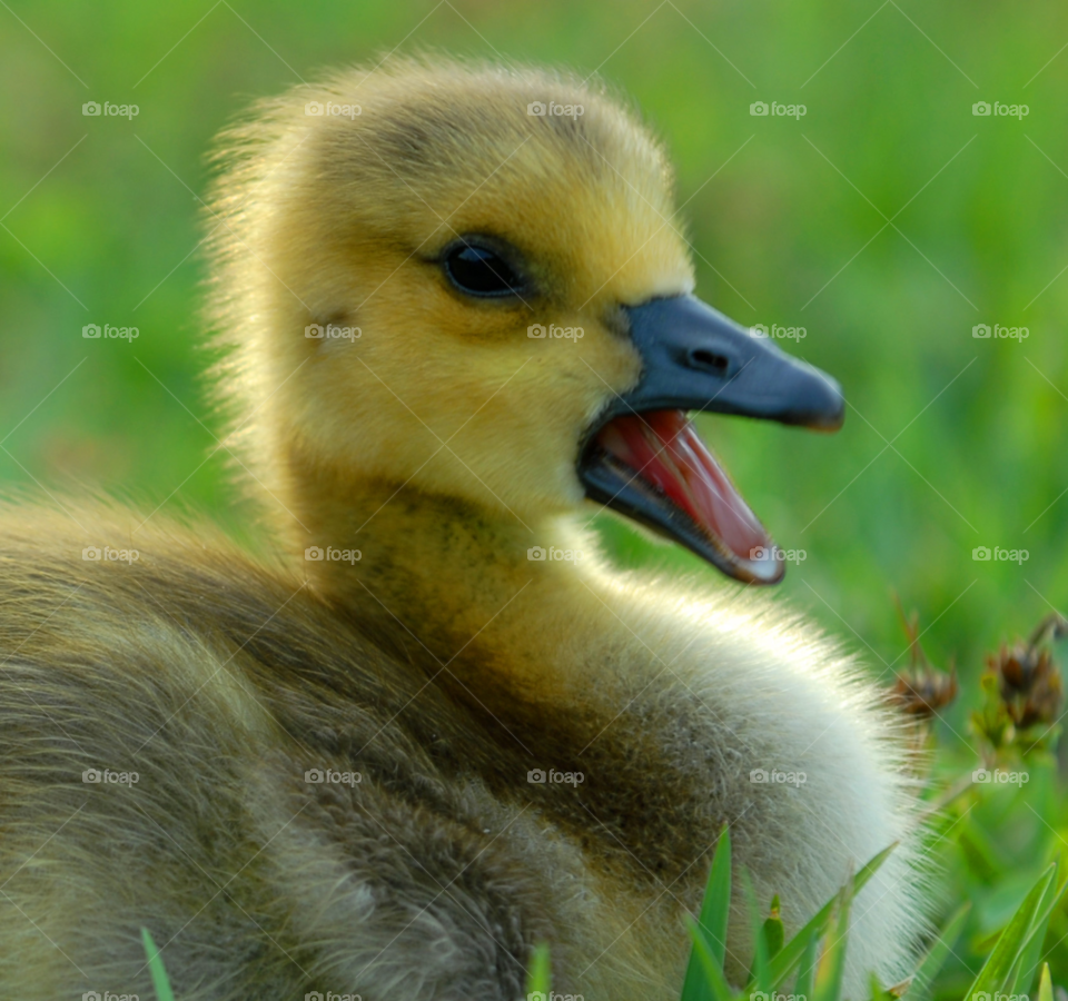 baby bird cute tongue by lightanddrawing