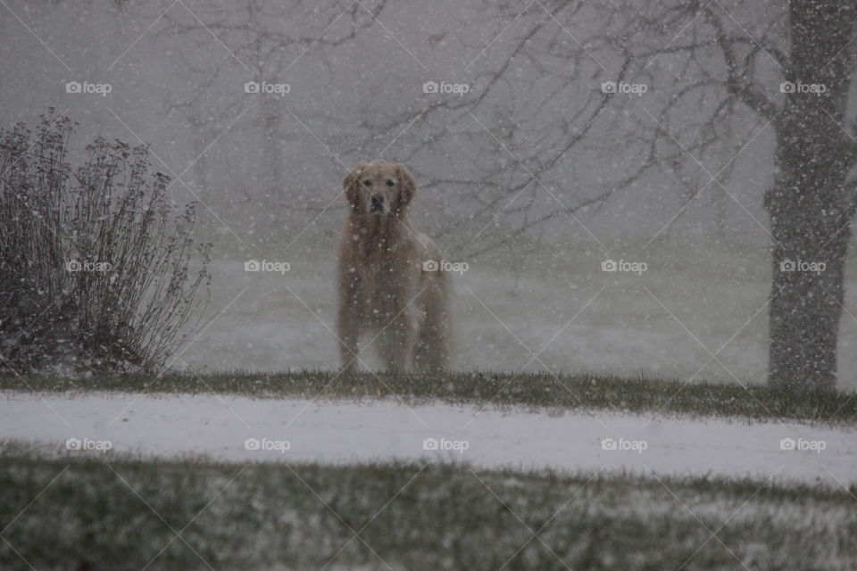 kaci. January snowstorm 