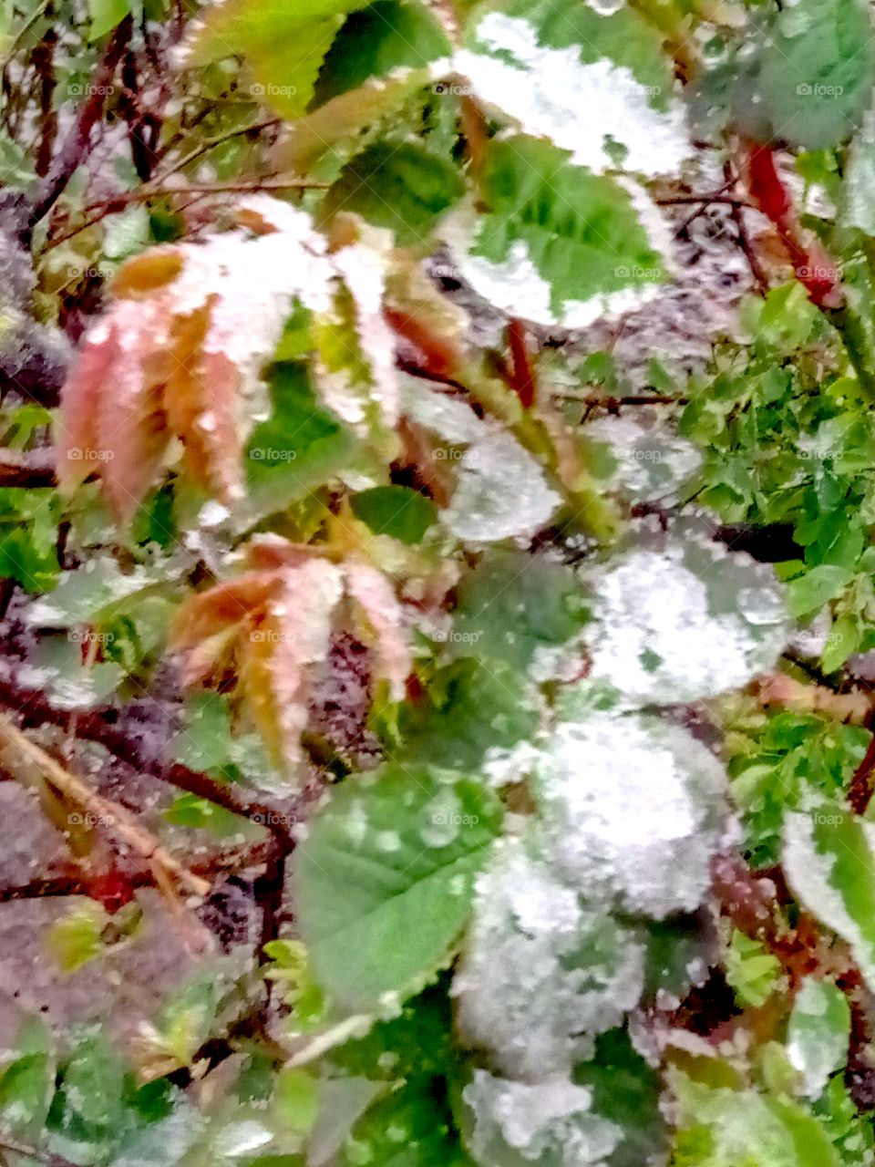 снег  в конце апреля