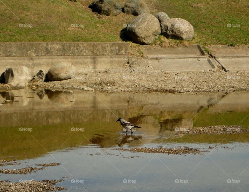 lake spring shore