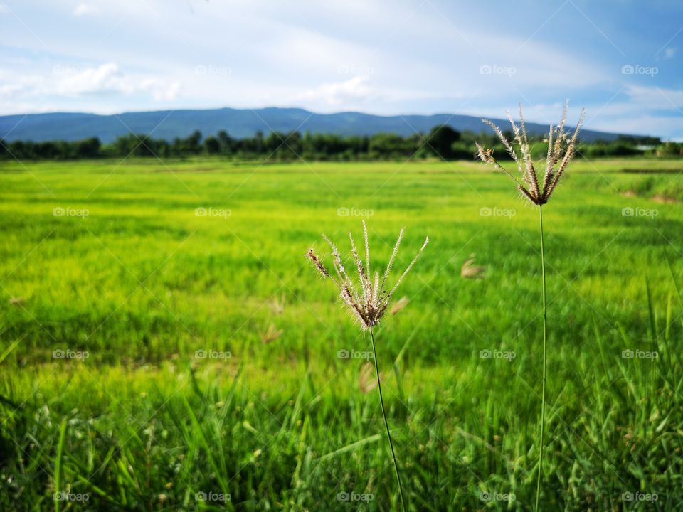 Landscape of grass flower and rice green field with mountain veiw.