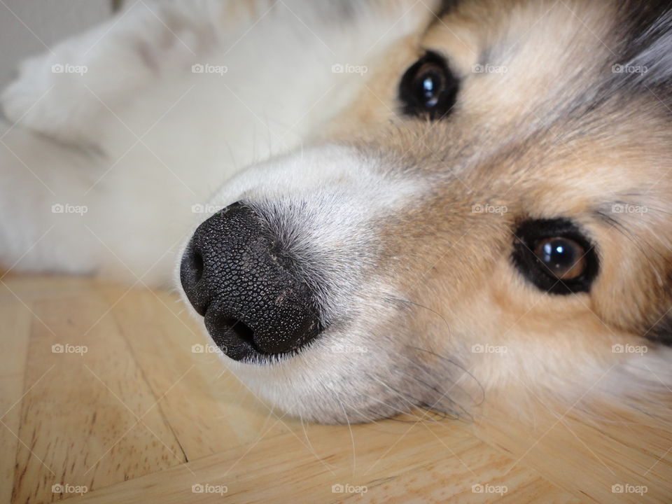 corgi nose