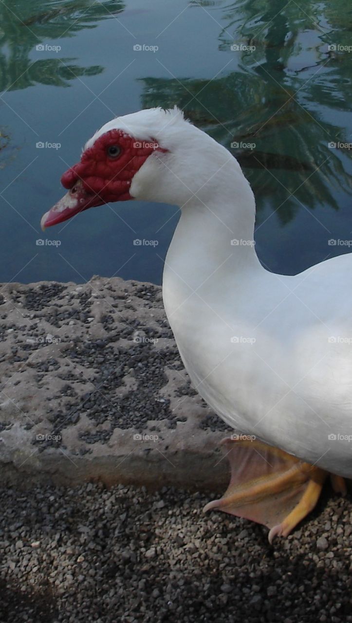 White Pekin Duck